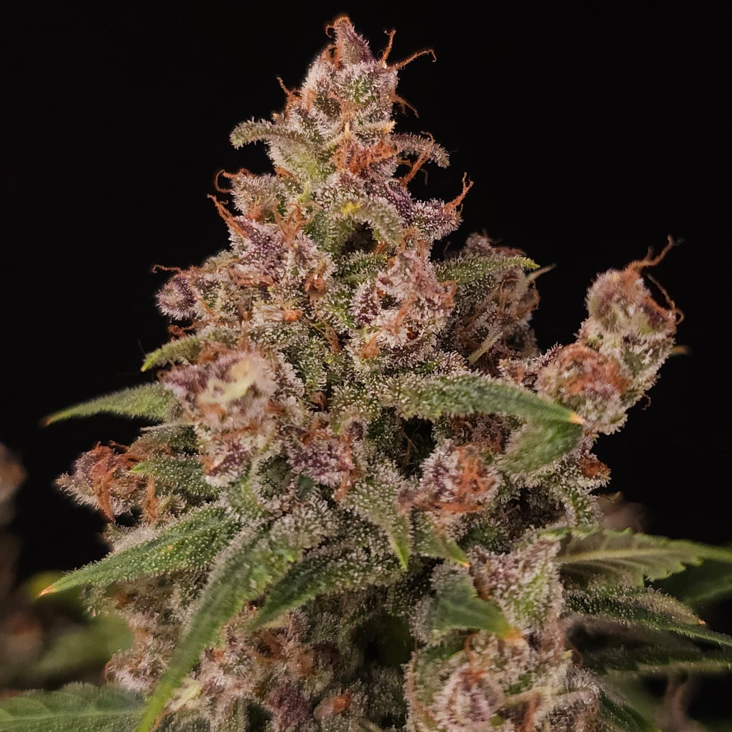Banana Purple Auto Paradise Seeds