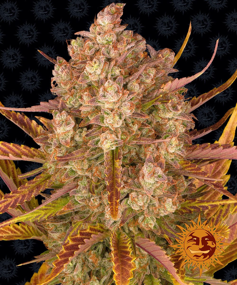 Barney's Farm Dos Si Dos Auto