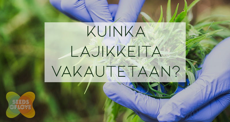 Kuinka lajikkeita vakautetaan?