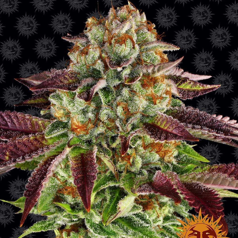 Barney's Farm Biscotti Mintz