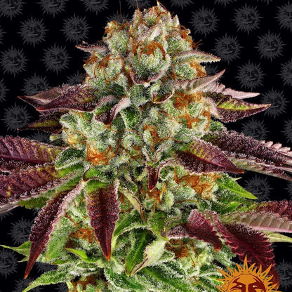 Barney's Farm Biscotti Mintz