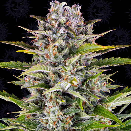 Barney's Farm Gorilla Zkittlez Auto