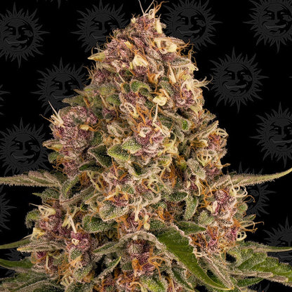 Barney's Farm Pink Kush