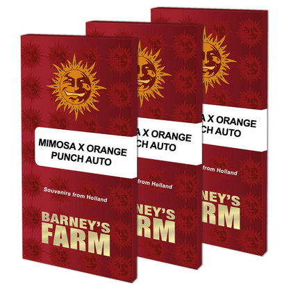 Barney's Farm Mimosa x Orange Punch Auto