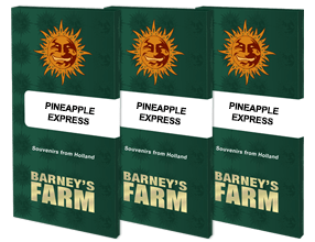 Barney's Farm Pineapple Express