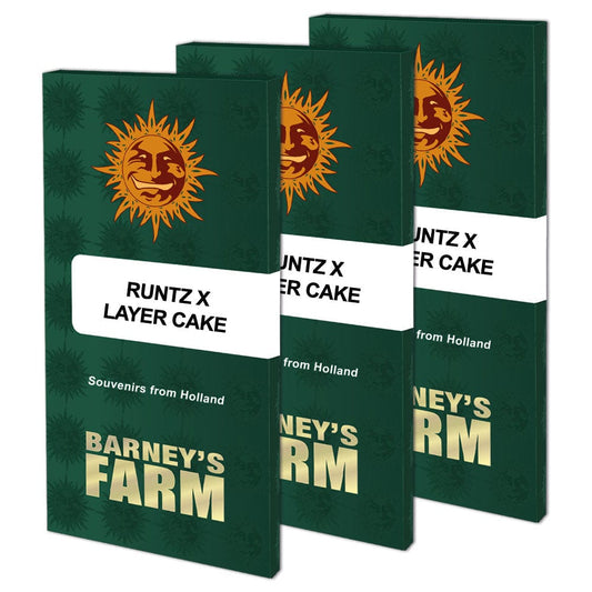 Barney's Farm Runtz x Layer Cake
