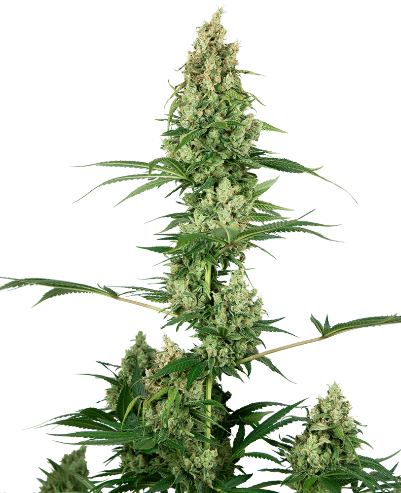 Sensi Seeds Silver Fire